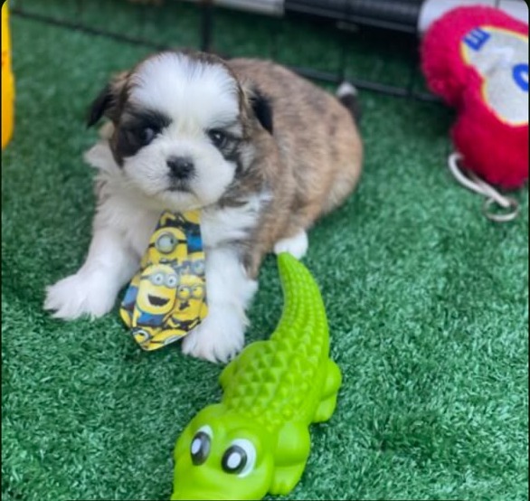 Macho Shih Tzu para Reserva