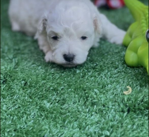 Macho Poodle Toy Mini