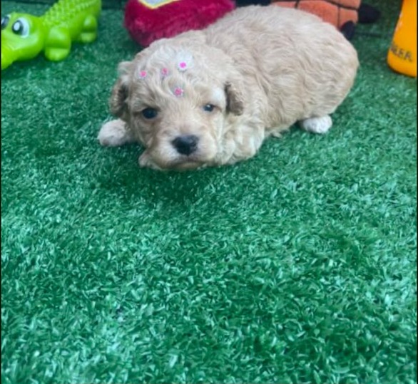 Fêmea Poodle Toy para Reserva