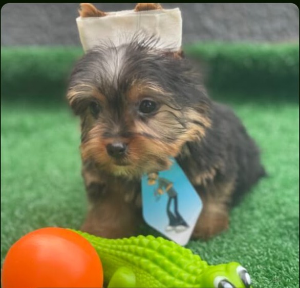Macho Yorkshire Terrier Mini para Reserva