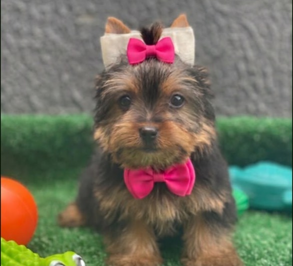 Fêmea Yorkshire Terrier Mini para Reserva