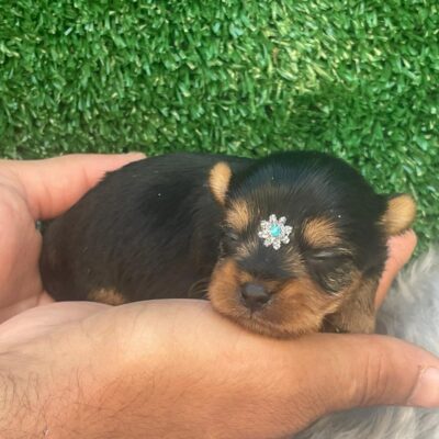 Fêmeas Poodle Toy Mini