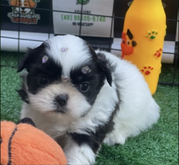 Fêmea Shih Tzu para Reserva