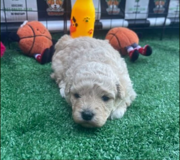 Macho Poodle Toy para Reserva