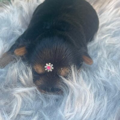 Fêmeas Poodle Toy Mini