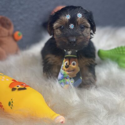 Macho Yorkshire Terrier Mini
