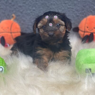 Fêmea Yorkshire Terrier Mini