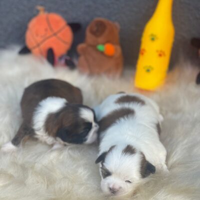 Fêmeas Shih Tzu para Reserva