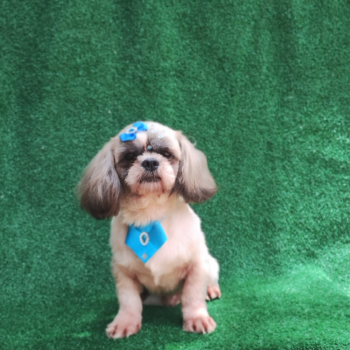 Apolo