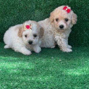 Fêmeas Poodle Toy Mini