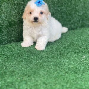 Macho Poodle Toy Mini