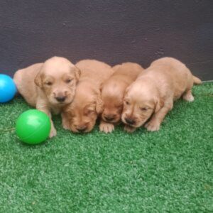Machos Golden Retriever