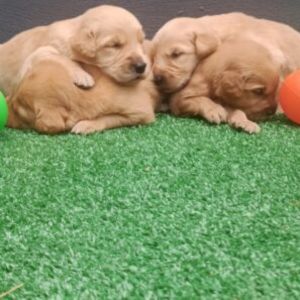 Fêmeas Golden Retriever