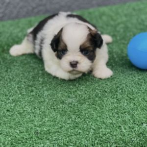 Macho Shih Tzu