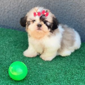 Fêmea Shih Tzu
