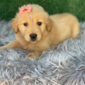 Fêmeas Golden Retriever