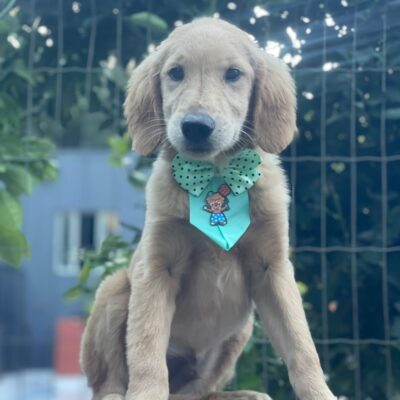 Promoção Macho Golden Retriever