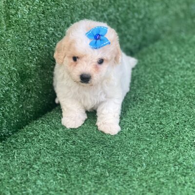 Promoção Macho Poodle Toy