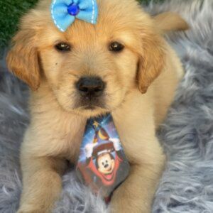 Machos Golden Retriever