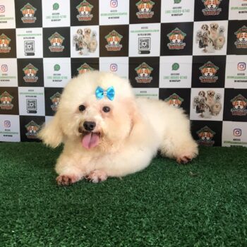 Pipoca