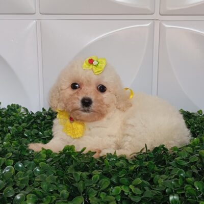Fêmea Poodle Toy Mini